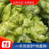 万亩儿菜基地，精品抱儿菜，又名儿菜，多头菜
