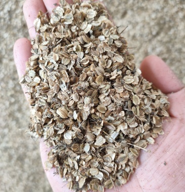 [白芷种子批发]白芷种子价格20.00元/斤 - 一亩田