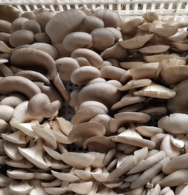 [鲜平菇批发]鲜平菇价格2.50元/斤 - 一亩田