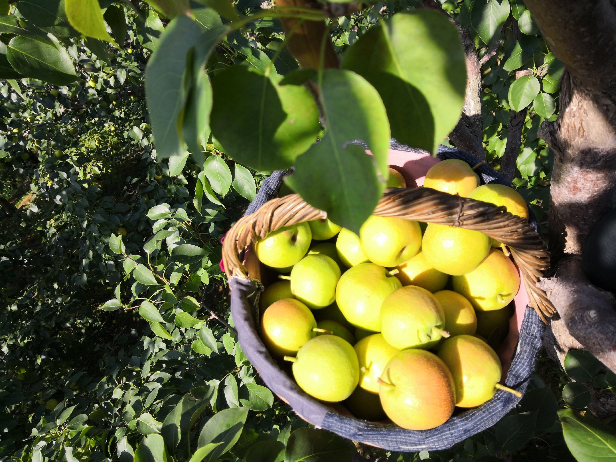 南果梨采摘活动现场图