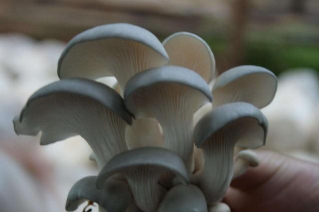 显微镜下的平菇孢子