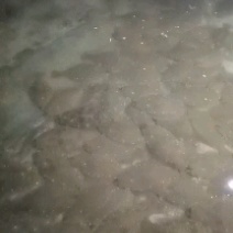 唐山地区3斤左右牙鲆鱼。海水鱼