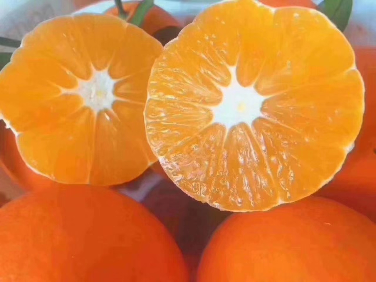 一盘切好的纽荷尔脐橙果肉摆放在白色瓷盘中，果肉晶莹剔透，汁水丰富，背景为木质餐桌和绿植
