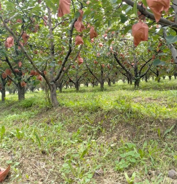 20起批价10000斤产地山西晋中平遥县物流运费待商议规格75cm起120斤