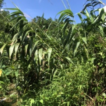 粽叶芦苇叶