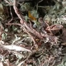 蒲公英新鲜大根现挖婆婆丁带根炒菜天然晒干货批发零售均可
