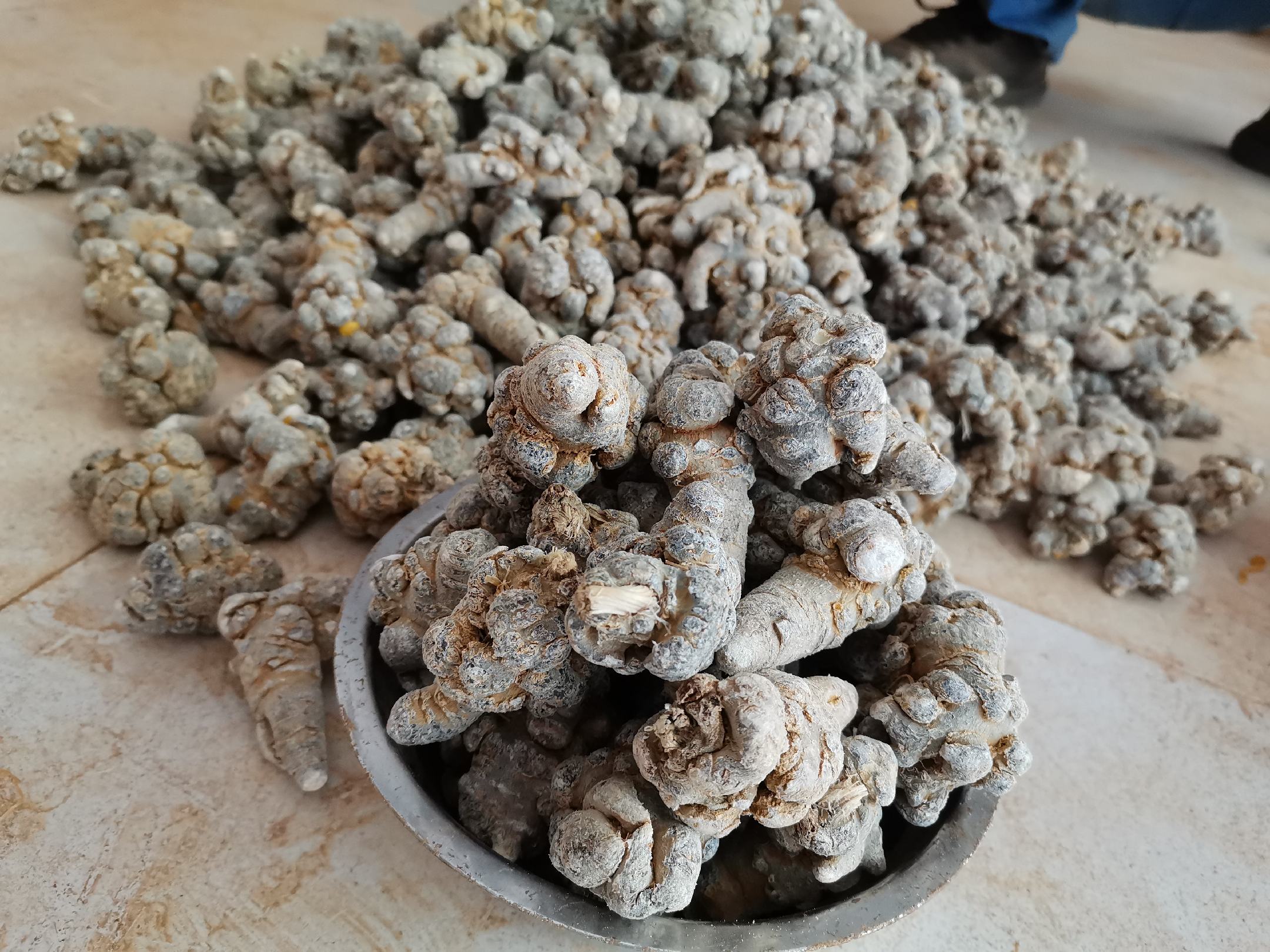 新鲜三七根茎与干燥三七片对比展示,清晰展示三七的外观特征 三七药材展示