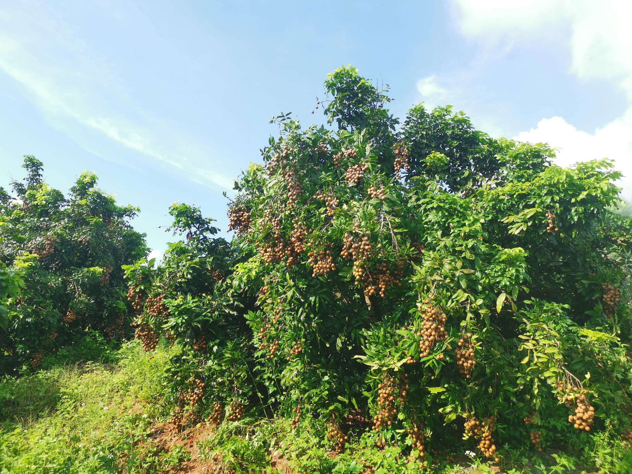 成熟的桂圆树上挂满果实,农民正在采摘 桂圆丰收场景