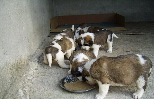 博美犬进食熟蔬菜混合粮场景