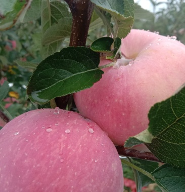 渭南市白水县精品富士苹果,产地直供,口感好,品质保证.