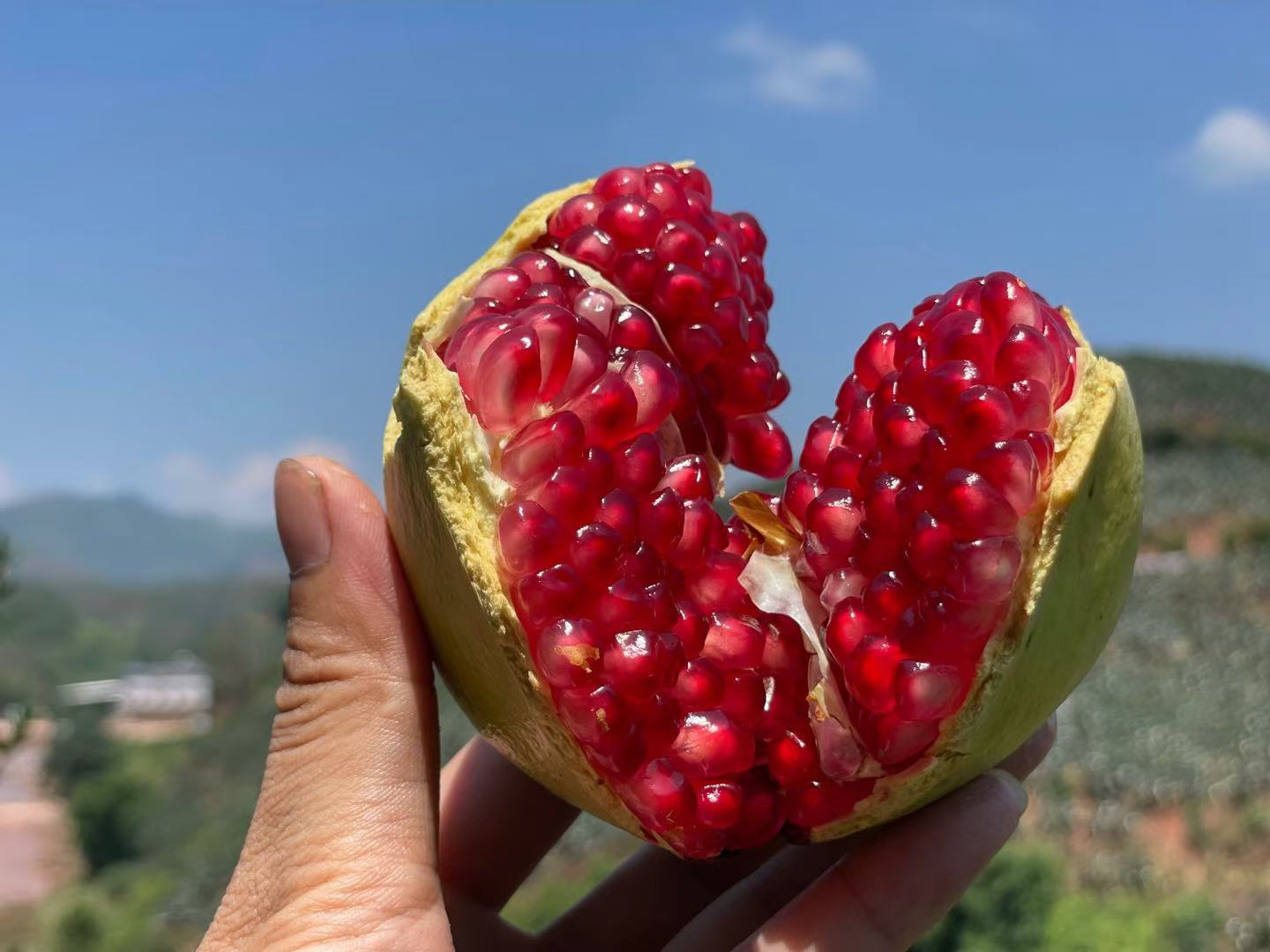 软籽石榴果实切开图