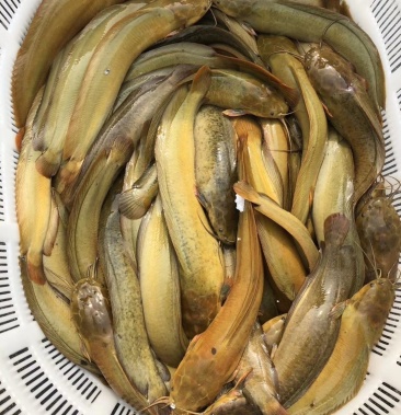 塘角鱼塘虱鱼珠三角三黄塘欢迎来电咨询合作