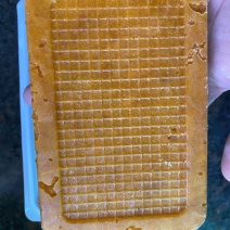 熟海胆