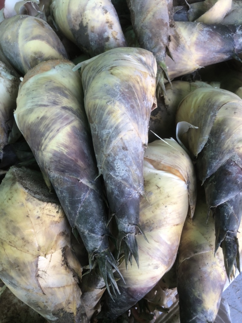 [马蹄笋批发]福建漳州漳浦县竹笋 1.80元/斤马蹄笋 _ 一亩田