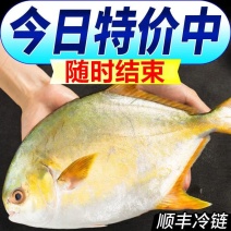 【今日特价】新鲜特大号金鲳鱼批发一箱肉鲳鱼平鱼白鲳鱼海鲜