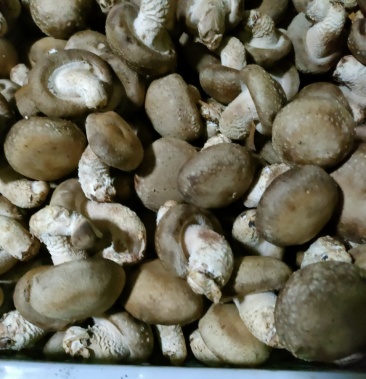 河北遵化香菇大量上市