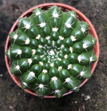 实生眩美玉仙人球多肉植物