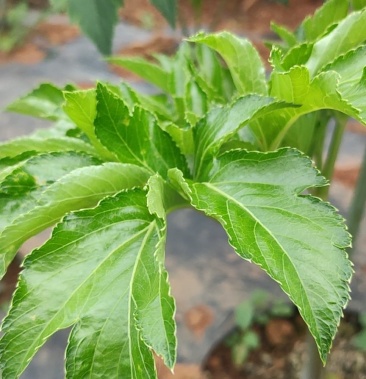 [明日叶批发]明日叶价格15.00元/斤 - 一亩田