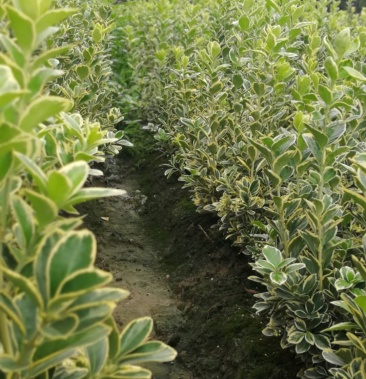 [绚丽海棠批发]金边,褂子价格1.80元/棵 - 一亩田