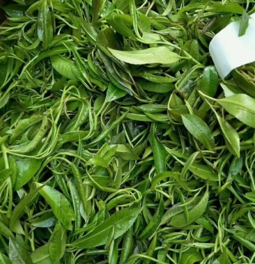 [批发]野生石花茶价格350.00元/斤 - 一亩田