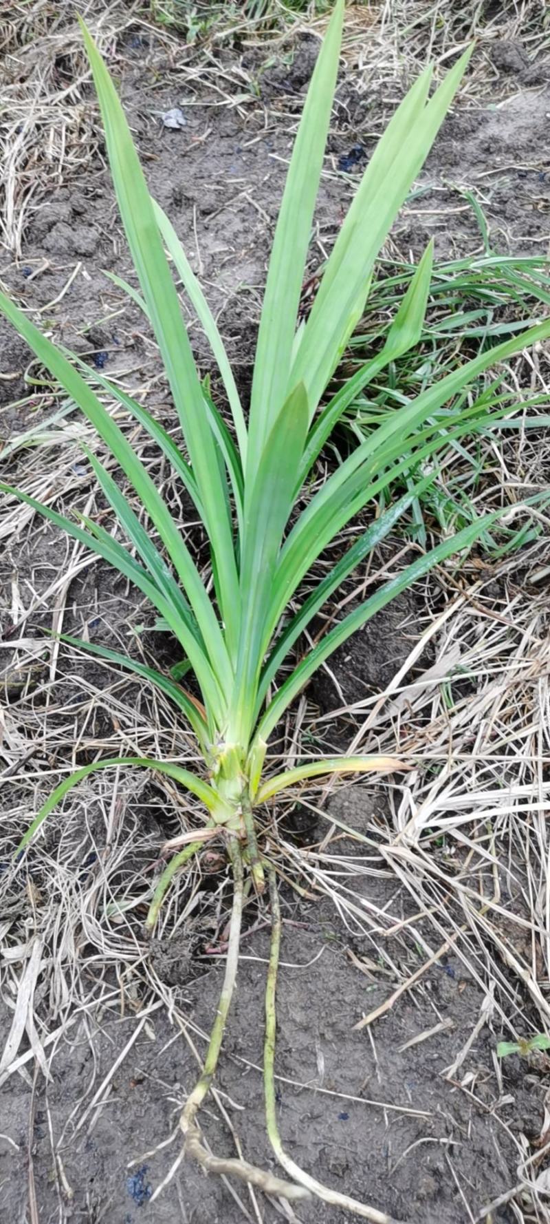 斑斓叶,斑斓苗出售