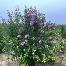 河北大棵木槿，河北从生木槿供应