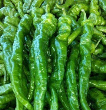 新鲜螺丝椒大螺丝椒长度长皮毛亮口感爽滑