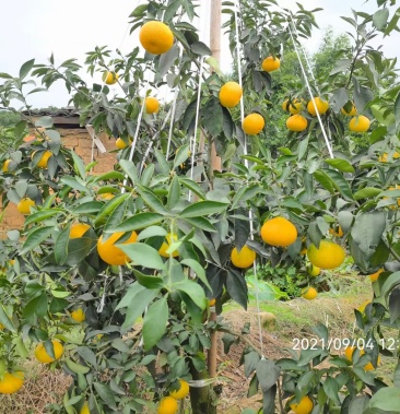早熟红美人特早爱媛早优美早秋桔橙早早爱八月成熟