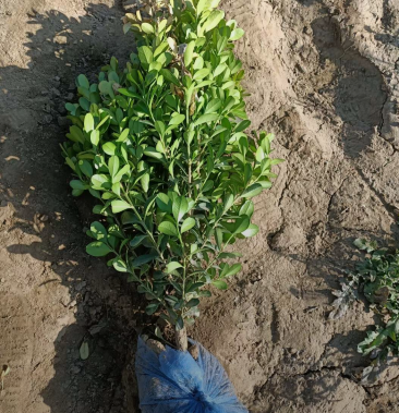 小叶黄杨30/35/40/45/50厘米规格齐全自家苗圃