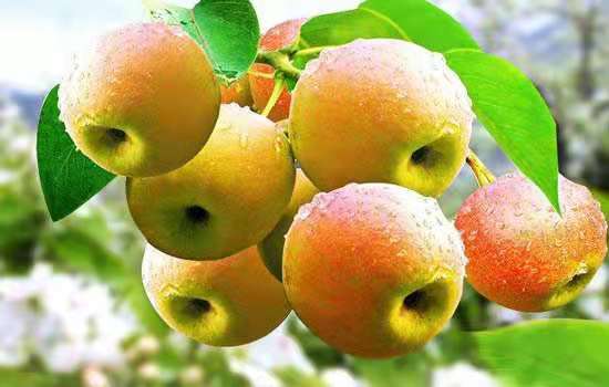 南果梨果实特写