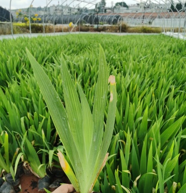 露天鸢尾,冠幅好叶水好,基地直供!量大!