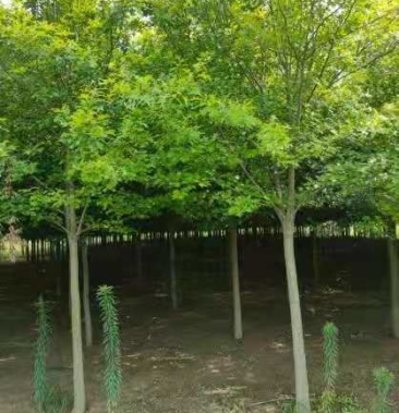 茶条槭 12-20公分茶条槭树苗 绿化行道树