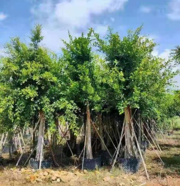 [榕树批发]小叶榕 12-25公分小叶榕树苗 榕树绿化用苗价格360.