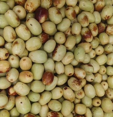 [糖果蜜饯批发]马奶枣大量上市价格2.50元/斤 - 一亩田