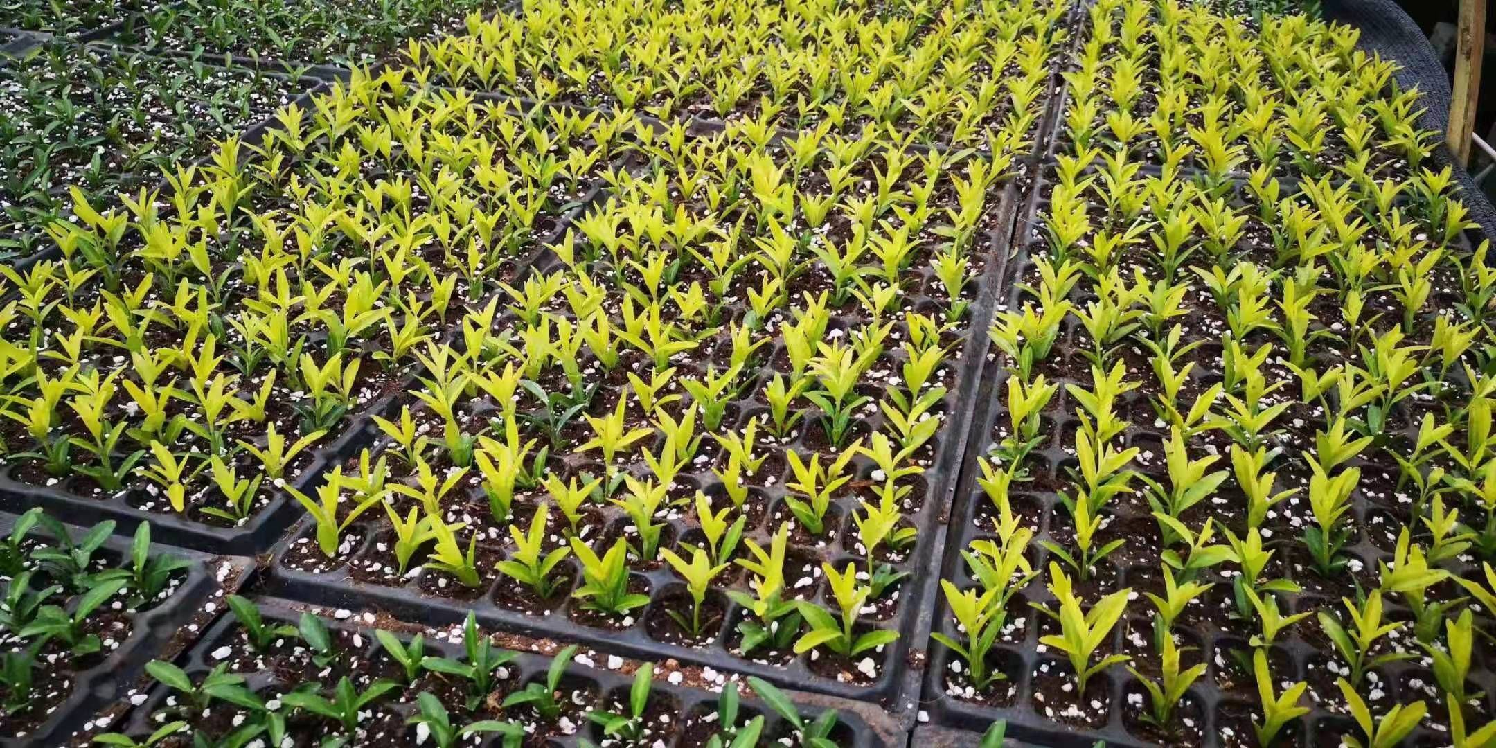 雏菊种子播种初期,展示种子撒播在育苗盘中的状态 雏菊种子播种初期