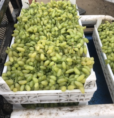 龙口金手指绿宝石红提大葡萄正式大量上市中特别甜