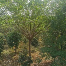 红梅树，杆直冠圆，质量好，成活率高，需要的朋友电话联系我
