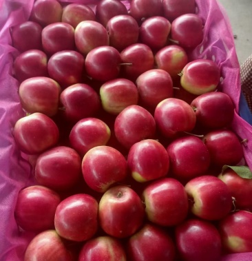 [苹果批发]金红苹果价格0.50元/斤 - 一亩田