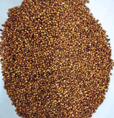 进口阿根廷红高粱货源充足