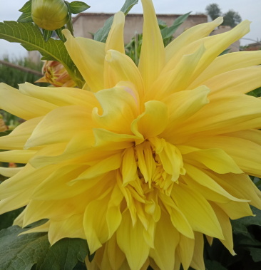 [大丽花批发]甘肃省定西市临洮精品大丽花,地瓜花观赏绿化庭院种植