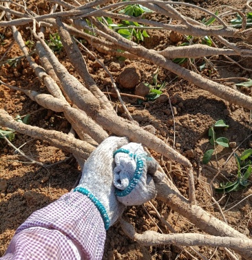 江门种植基地现挖现卖牛大力黄皮大叶牛大力香味浓郁