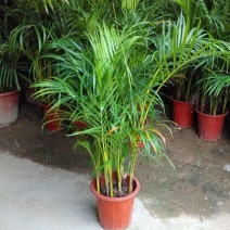 散尾葵植物盆栽客厅绿植室内办公室好养大型花卉北欧网红凤尾
