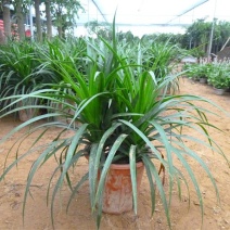 龙血树盆栽龙须树大型植物室内好养客厅办公室净化空气