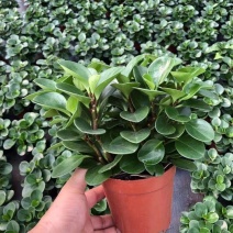 碧玉豆瓣绿四季常青吸烟鬼花青叶室内盆栽水培观叶绿植吸甲醛