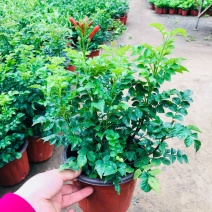 凌霄花苗盆栽爬藤植物攀援树桩炮仗花不爬藤凌霄庭院阳台