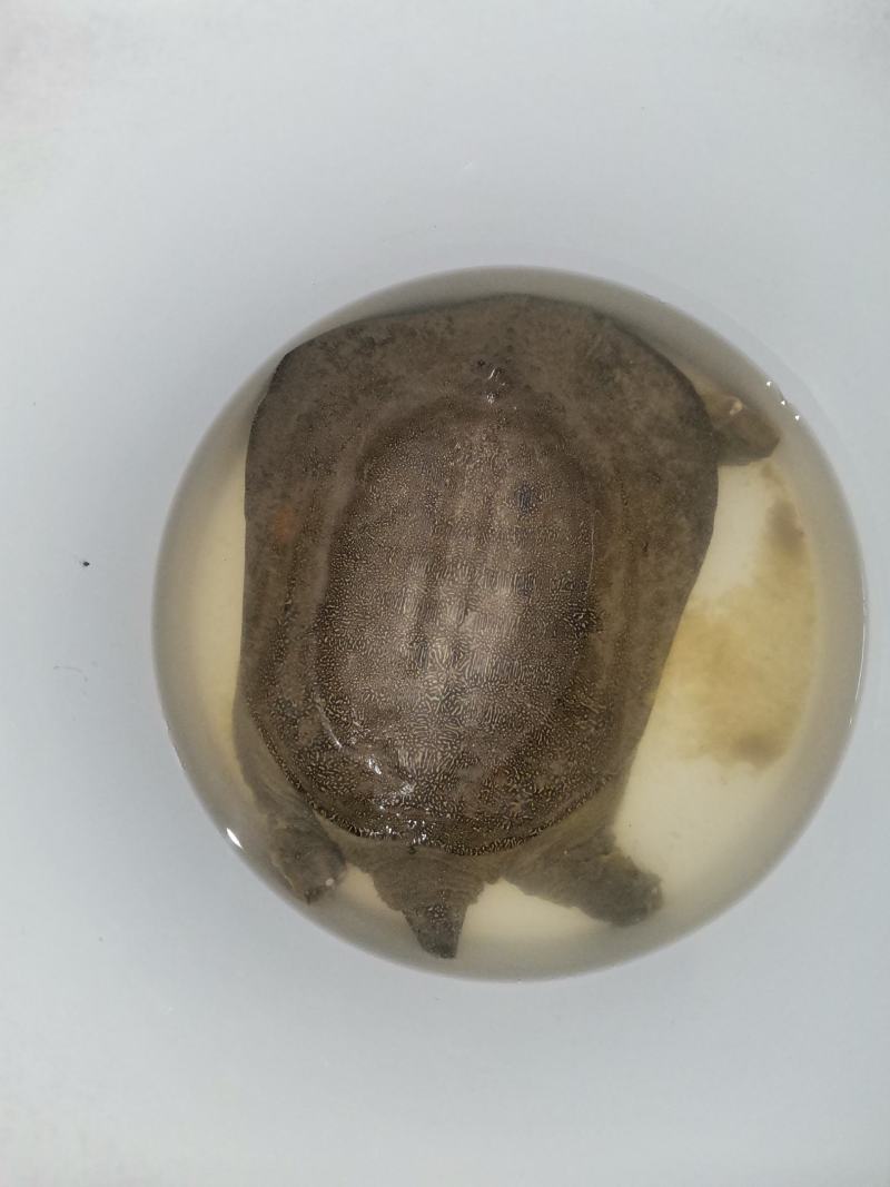 山东济宁任城区鳖 70.00元/斤微山湖纯生态深水甲鱼