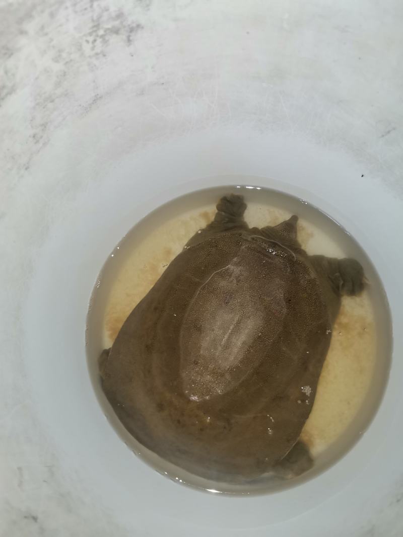 山东济宁任城区鳖 70.00元/斤微山湖纯生态深水甲鱼