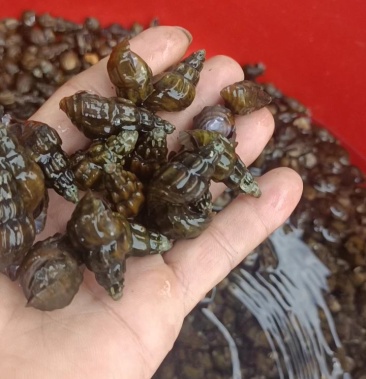 [山坑螺批发]山坑螺价格12.00元/斤 - 一亩田