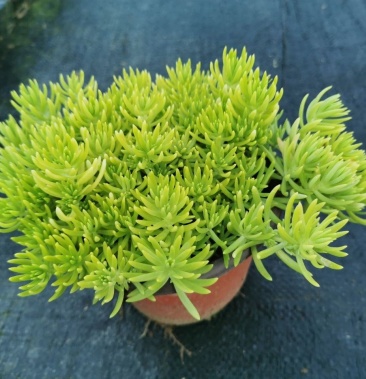 佛甲草盆栽屋顶绿化草坪多年地被植物批发耐旱抗寒室外阳台好