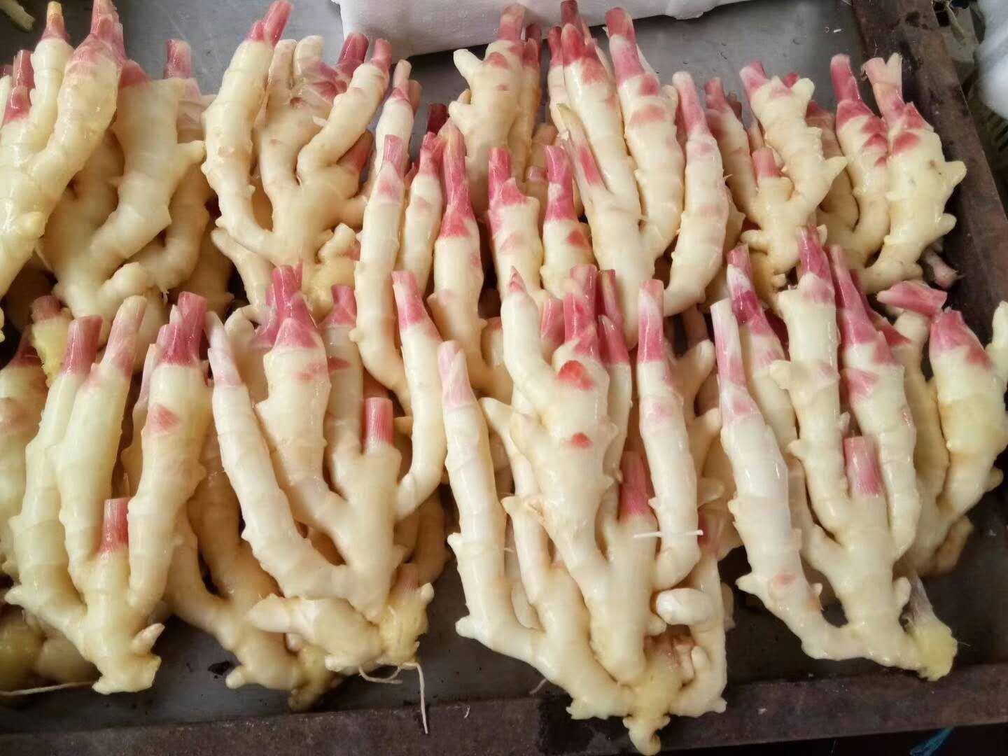 展示新鲜大黄姜的根茎切面,颜色金黄,质地坚实 大黄姜根茎特写图
